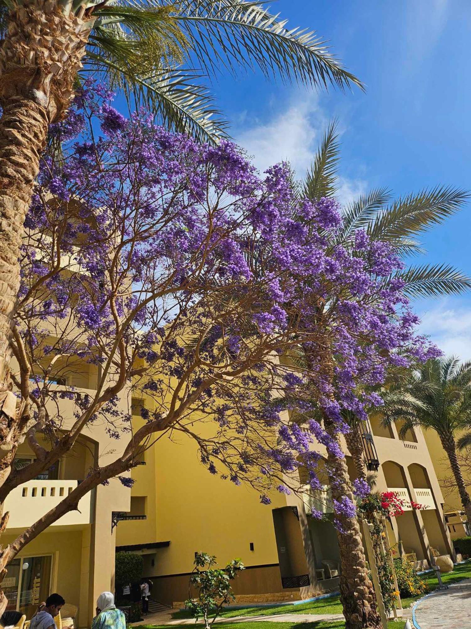 Comfortable Studio In Hotel Karma With Private Beach And Pools Family Only Or Female Hurghada Exterior foto